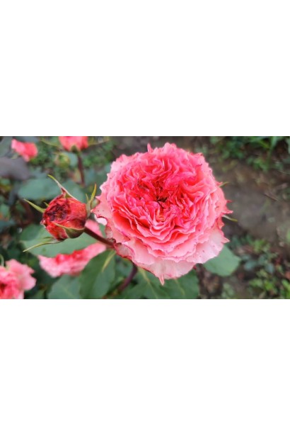 Rosa Corona крупний план квітки чайно-гібридної троянди